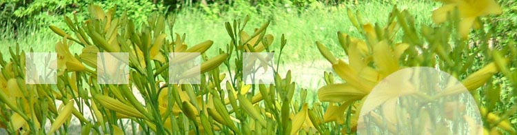 Les fleurs devant l'auberge