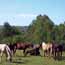 Les chevaux du Centre �questre des Plateaux